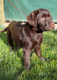 Cuccioli labrador chocolate