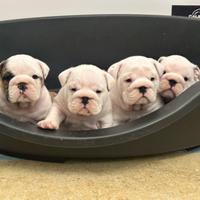 Cuccioli Bulldog