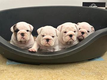 Cuccioli Bulldog