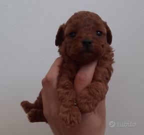 Barboncini toy e mini toy red