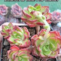 echeveria little red cluster 