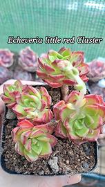 echeveria little red cluster 