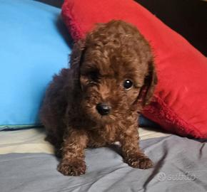 Barboncino Toy con Pedigree Enci