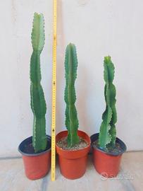 pianta grassa coronare euphorbia candelabroom
