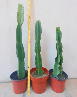 pianta grassa coronare euphorbia candelabroom
