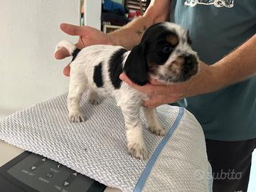 Cucciolata Cocker Spaniel Inglese