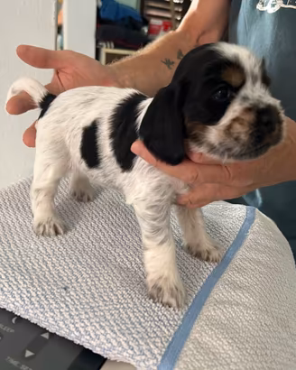 Cucciolata Cocker Spaniel Inglese
