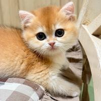 British shorthair black golden ny12