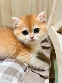 British shorthair black golden ny12