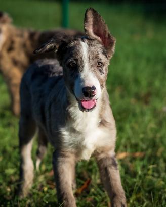Cuccioli di border collie