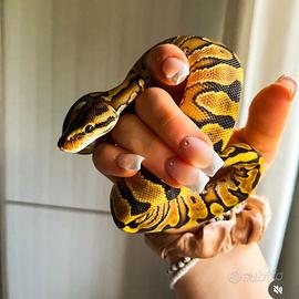 Pitone reale femmina