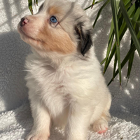 Ultimo cucciolo di pastore australiano Blue merle