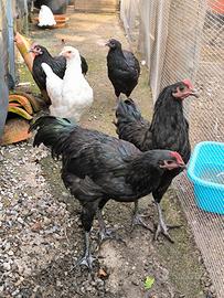 Galli australorp