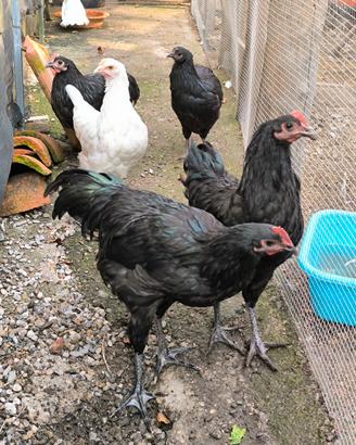 Galli australorp