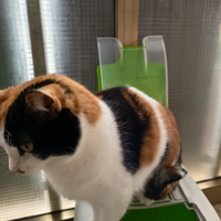 Gatto Europeo tricolore