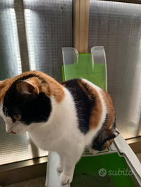 Gatto Europeo tricolore