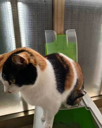 Gatto Europeo tricolore