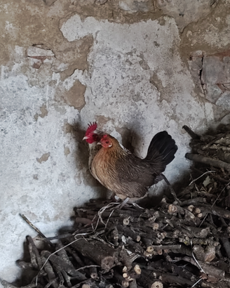 Galline francesine