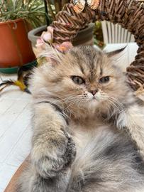 Cucciolo persiano golden shaded con pedigree