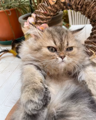 Cucciolo persiano golden shaded con pedigree