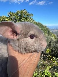 Cincillà