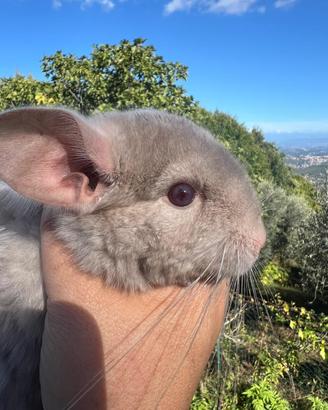 Cincillà