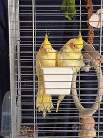 Coppia Calopsite + gabbia e accessori