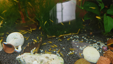 Neocaridina davidi yellow neon fire