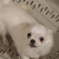 Cucciola di chihuahua a pelo lungo