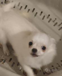 Cucciola di chihuahua a pelo lungo