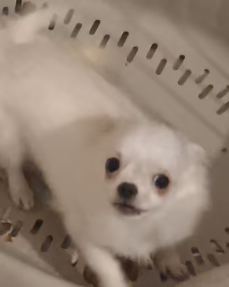 Cucciola di chihuahua a pelo lungo