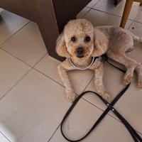 Barboncino nano