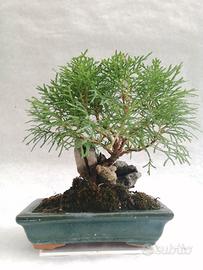 Bonsai thuia