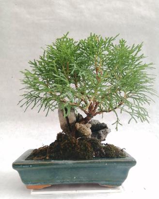 Bonsai thuia