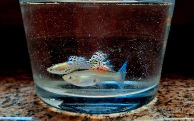Pesci guppy