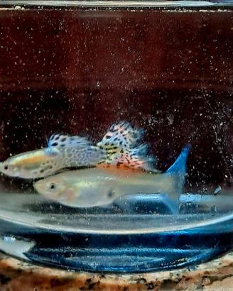 Pesci guppy