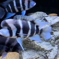 Ciclidi tanganica frontosa leleupi julidochromis