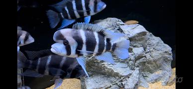 Ciclidi tanganica frontosa leleupi julidochromis