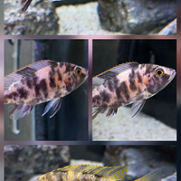 Pesci malawi labidocrhomis, calico