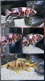 Pesci malawi labidocrhomis, calico