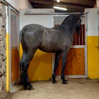 Cavallo spagnolo andaluso p.r.e