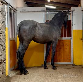 Cavallo spagnolo andaluso p.r.e