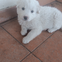 Pastore maremmano Abruzzese
