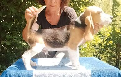 Beagle tricolore 6 mesi