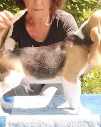 Beagle tricolore 6 mesi