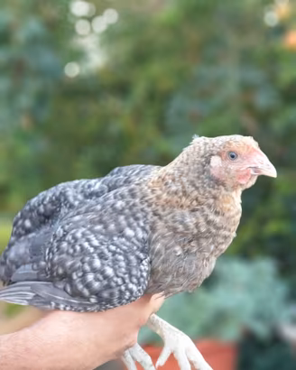Pollastra di gallina