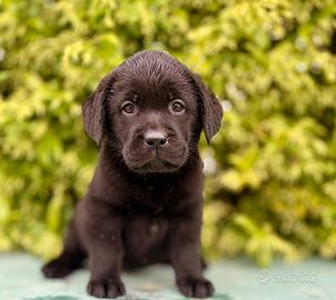 Labrador pedigree