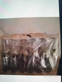 Bottiglie bordolesi nuove 375 ml