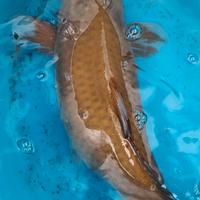 Carpe koi giapponesi