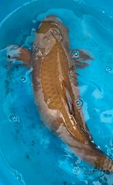 Carpe koi giapponesi